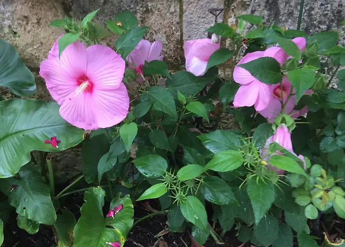 Les D'ovaline Pensionat